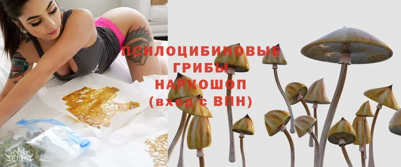 Псилоцибиновые грибы Psilocybe  Дальнегорск 